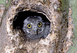 Image. Elf Owl