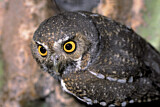Image. Elf Owl