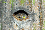 Image. Elf Owl