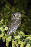 Image. Elf Owl