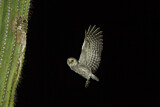 Image. Elf Owl