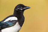 Image. Elster