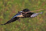 Image. Elster