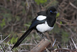 Image. Elster