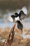 Image. Elster