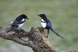 Image. Elster