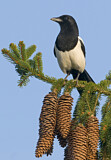 Image. Elster
