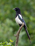 Image. Elster