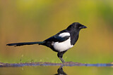 Image. Elster
