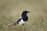 Image. Elster