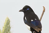 Image. Elster
