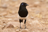 Image. Elster