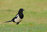 Image. Elster