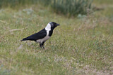 Image. Elsterdohle