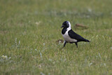 Image. Elsterdohle