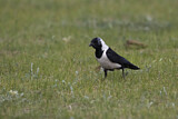 Image. Elsterdohle