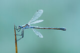 Image. Emerald Damselfly