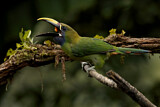 Image. Emerald Toucanet