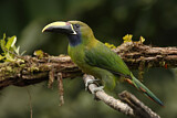 Image. Emerald Toucanet