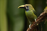 Image. Emerald Toucanet