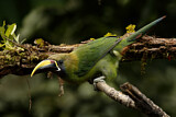 Image. Emerald Toucanet
