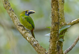 Image. Emerald Toucanet