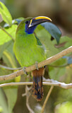 Image. Emerald Toucanet