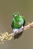 Image. Emerald-bellied Puffleg