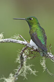 Image. Emerald-bellied Puffleg
