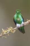Image. Emerald-bellied Puffleg