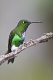 Image. Emerald-bellied Puffleg