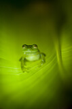Image. Emerald glass frog