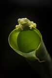Image. Emerald glass frog