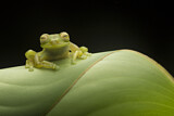 Image. Emerald glass frog