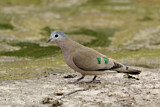 Image. Emerald-spotted Wood Dove