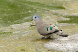 Image. Emerald-spotted Wood Dove