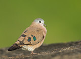 Image. Emerald-spotted Wood Dove