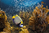 Image. Emperor Angelfish