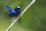 Image. Emperor Fairywren