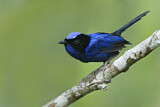 Image. Emperor Fairywren