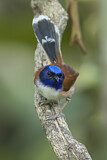 Image. Emperor Fairywren