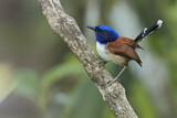 Image. Emperor Fairywren