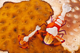 Image. Emperor Shrimp