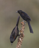 Image. Epaulet Oriole