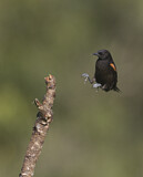 Image. Epaulet Oriole