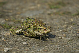 Image. Erdkröte