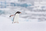 Image. Eselspinguin