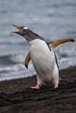 Image. Eselspinguin