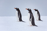 Image. Eselspinguin