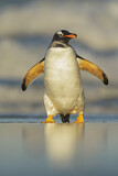 Image. Eselspinguin